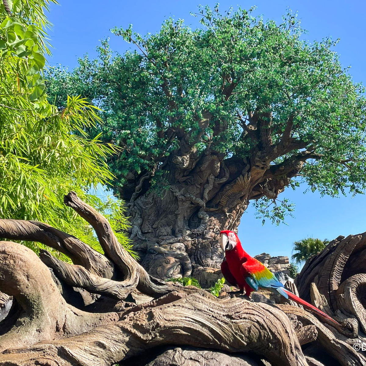 Animal Kingdom – DFB Store